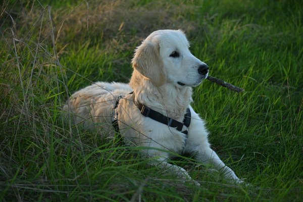 Soigner son animal avec des conseils vétérinaires en ligne