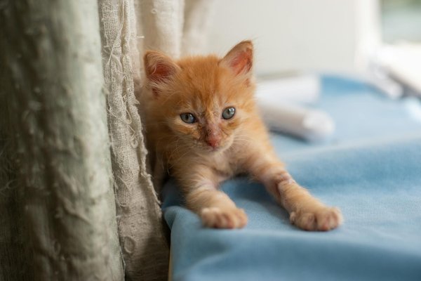 Quelles sont les méthodes efficaces pour enrichir l'environnement d'un rat kangourou domestique ?