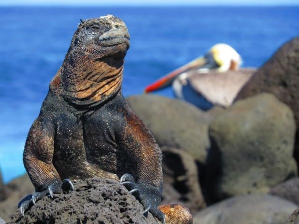 Les iguanes marins ont-ils des adaptations spécifiques pour la nage ?