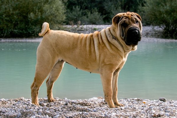 Quelles activités de plein air conviennent à un Shar Pei ?
