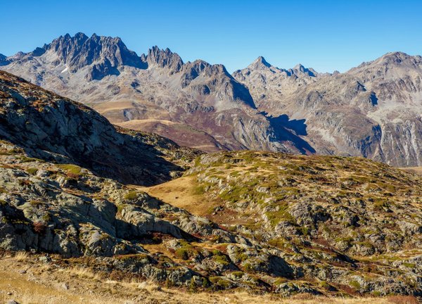 Comment évaluer et améliorer la qualité de vie d'un chien atteint d'une maladie chronique ou incurable ?