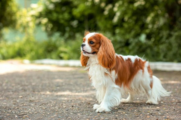 Pourquoi ne plus adopter un Cavalier King Charles ?