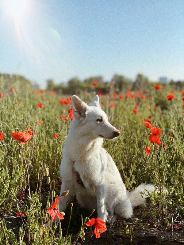 Berger blanc suisse américain : combien coûte son adoption ?
